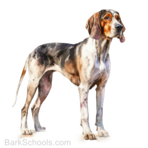 American English Coonhound