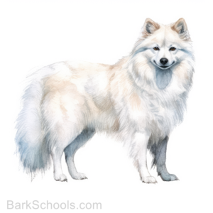 American Eskimo Dog