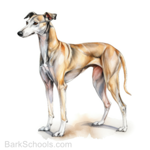 Greyhound