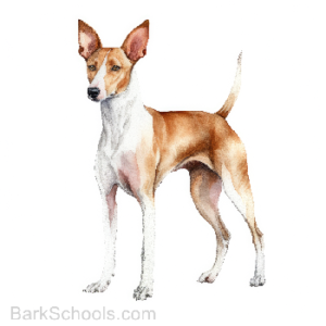 Ibizan Hound