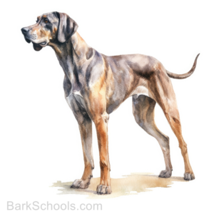 Plott Hound