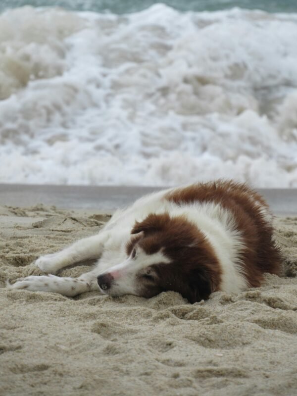 Caring for Older Dogs: Essential Tips for Their Health and Happiness